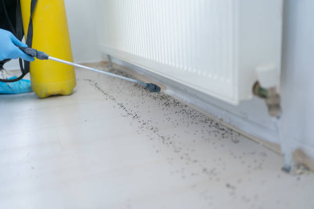 Best Bed Bug Extermination  in Hilton Head Island, SC